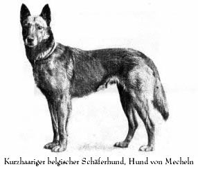 Kurzhaariger belgischer Sch&auml;ferhund