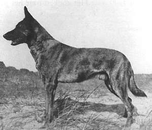 Holl&auml;ndischer Sch&auml;ferhund